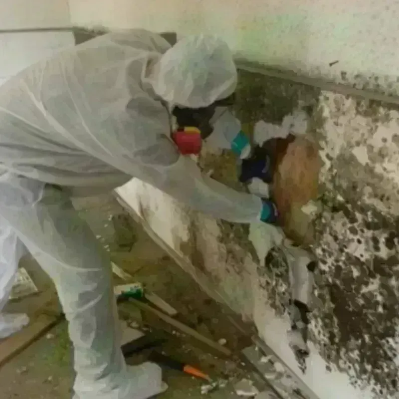 Mold Remediation and Removal in Cass City, MI